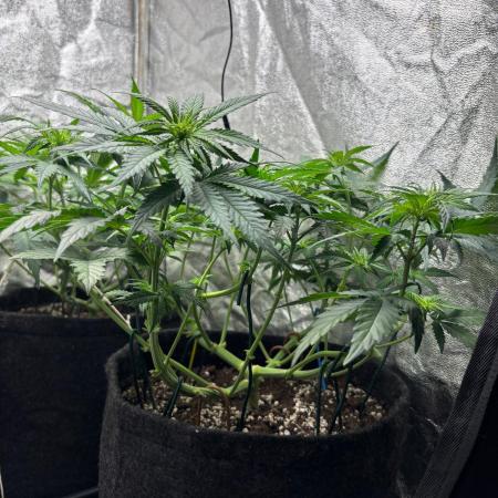 Liberty Haze Indoor