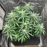 Liberty Haze Indoor