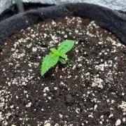 Liberty Haze Indoor