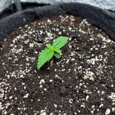 Liberty Haze Indoor