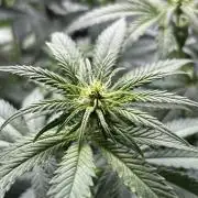 Liberty Haze Indoor