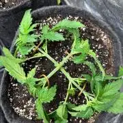 Liberty Haze Indoor