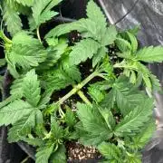 Liberty Haze Indoor