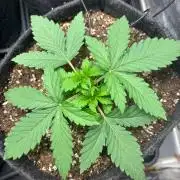 Liberty Haze Indoor