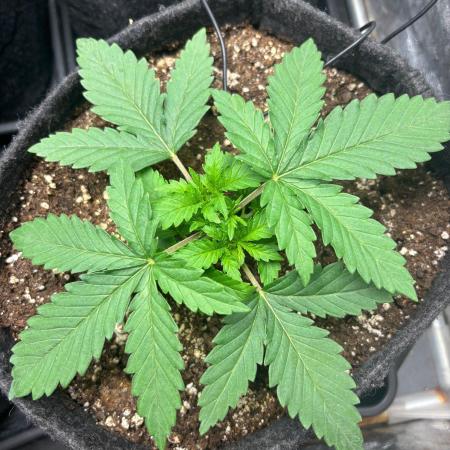 Liberty Haze Indoor