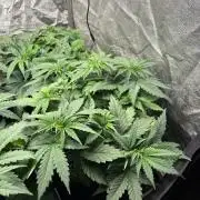 Liberty Haze Indoor