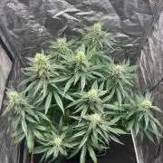 Liberty Haze Indoor