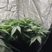 Liberty Haze Indoor