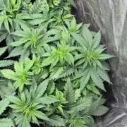 Liberty Haze Indoor