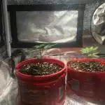 Quarantine Grow. 1st time.