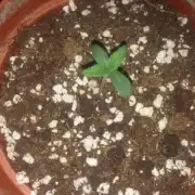 RQS - Royal Cheese Automatic
