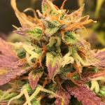 #CannapediaAutoflowersCup 