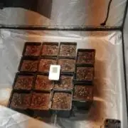 Spanisweed