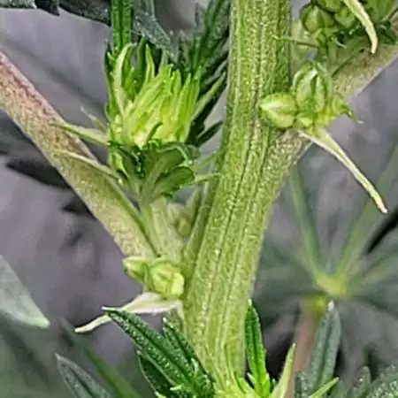 12- High C Genetics tester #12