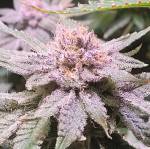 Blueberry Muffin 10 Clone DWC Humbolt