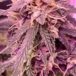 Barneys Pineapple Exp. autos