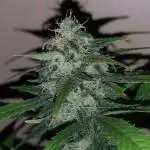 Super Skunk 1 Gallon SOG