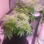 DankMix