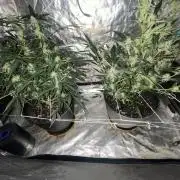 Fall 2025: Frostbanger & Random Seedsman