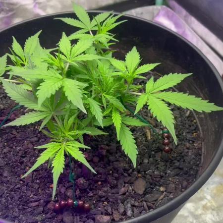 Fall 2025: Frostbanger & Random Seedsman