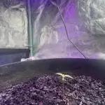 Fall 2025: Frostbanger & Random Seedsman