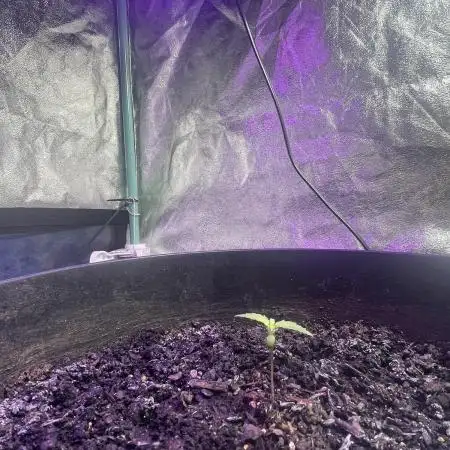 Fall 2025: Frostbanger & Random Seedsman