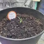 Fall 2025: Frostbanger & Random Seedsman