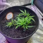 Fall 2025: Frostbanger & Random Seedsman