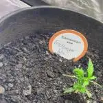 Fall 2025: Frostbanger & Random Seedsman