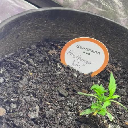 Fall 2025: Frostbanger & Random Seedsman