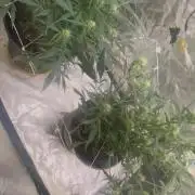 Fall 2025: Frostbanger & Random Seedsman