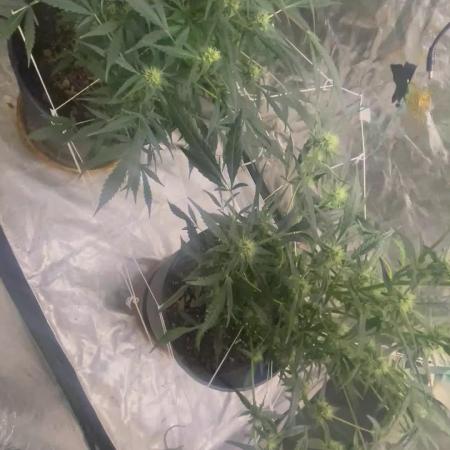 Fall 2025: Frostbanger & Random Seedsman