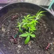 Fall 2025: Frostbanger & Random Seedsman