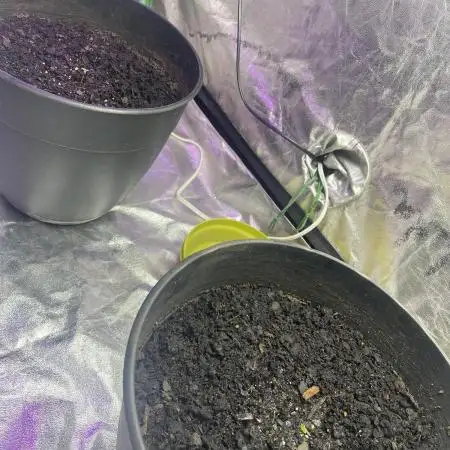 Fall 2025: Frostbanger & Random Seedsman