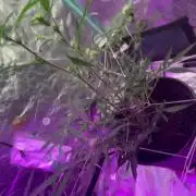 Fall 2025: Frostbanger & Random Seedsman