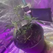 Fall 2025: Frostbanger & Random Seedsman