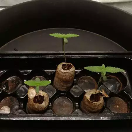 [ORGANIC] Watermelon Zkittlez+Mimosa EVO