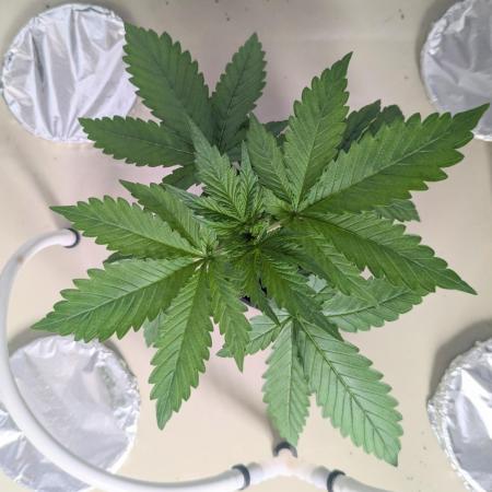ACE seeds Malawi × PCK in hydro-aero