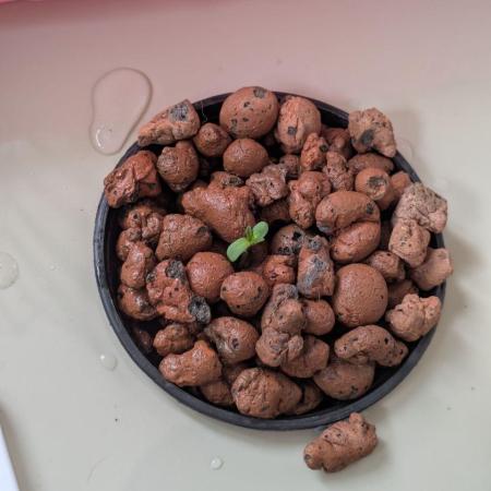 Ace seeds Malawi × PCK in hydro-aero