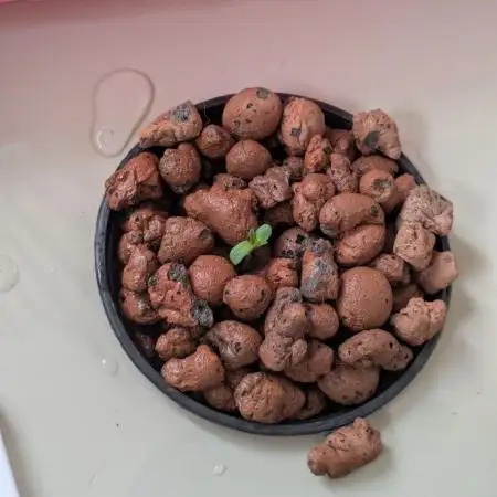 Ace seeds Malawi × PCK in hydro-aero