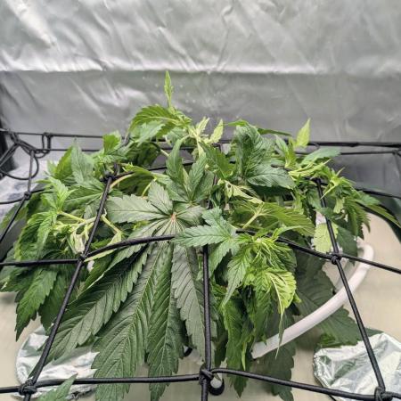ACE seeds Malawi × PCK in hydro-aero
