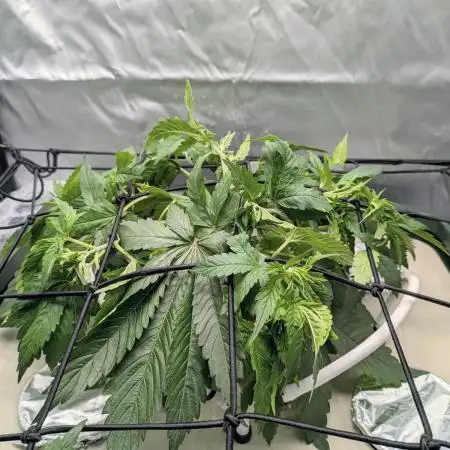 ACE seeds Malawi × PCK in hydro-aero
