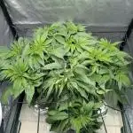 ACE seeds Malawi × PCK in hydro-aero