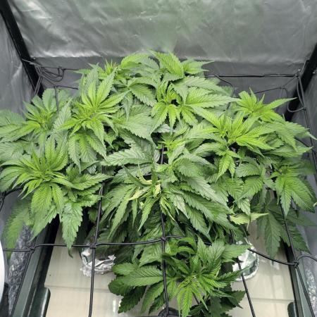 ACE seeds Malawi × PCK in hydro-aero