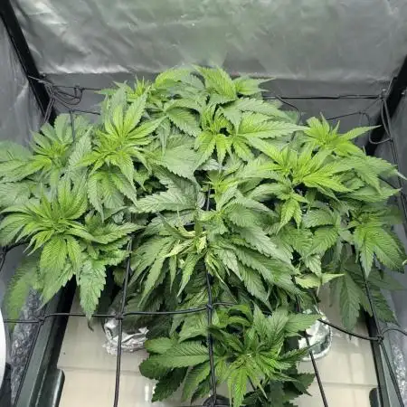 ACE seeds Malawi × PCK in hydro-aero