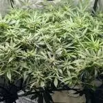 ACE seeds Malawi × PCK in hydro-aero