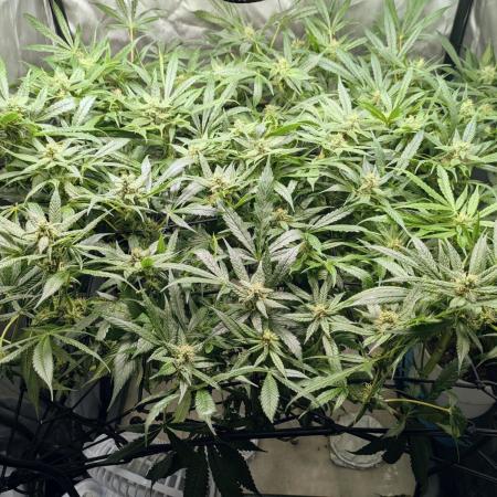 ACE seeds Malawi × PCK in hydro-aero