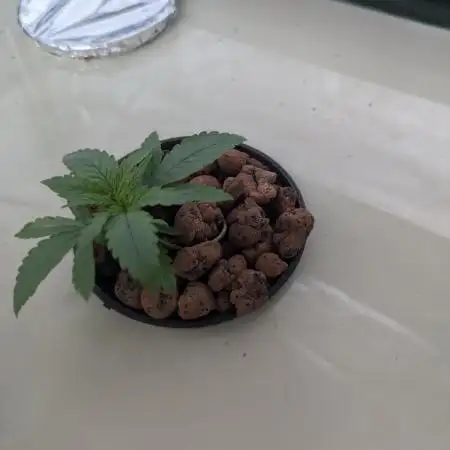 ACE seeds Malawi × PCK in hydro-aero