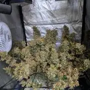 ACE seeds Malawi × PCK in hydro-aero