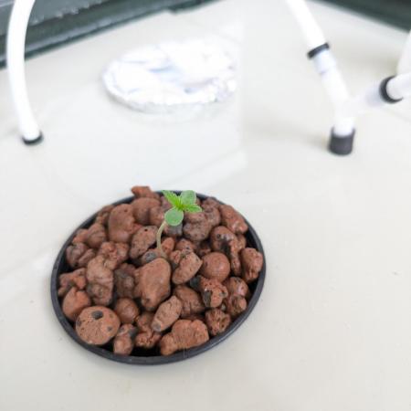 ACE seeds Malawi × PCK in hydro-aero